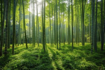 Fototapeta premium Serene Bamboo Forest with Sunlight Filtering Through Tall Green Stalks Creating a Tranquil and Peaceful Atmosphere in a Lush Natural Setting