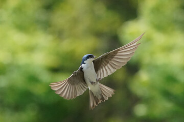Obraz premium Tree SWallow parents working hard to feed chicks in nesting box in summer