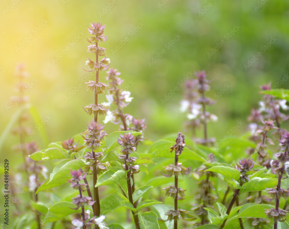 Sticker beautiful purple sweet basil flowers in the garden