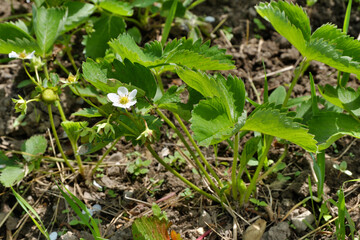 A bush of blooming strawberries in the garden.