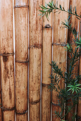 bamboo forest background