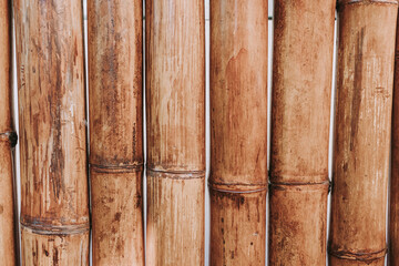 bamboo background