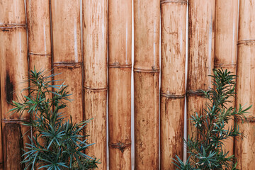 bamboo forest background