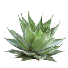 Fototapeta premium Agave Tree Isolated on Transparent Background