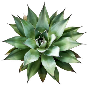 recommend clip art: Agave Shawii x Attenuata on Transparent Background