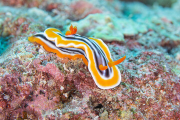 Cromodoris Magnifica