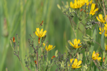 黄色いニガナに小さなヒラタアブがホバリング