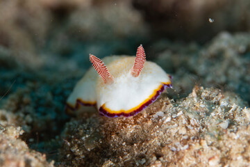 Goniobranchus sinensis