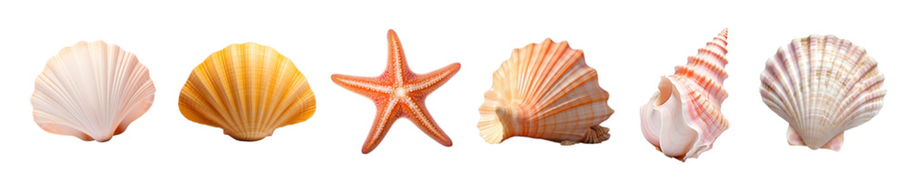 Shell png cut out element set