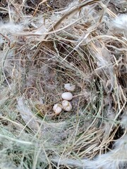 Eggs in a bird's nest. whole and broken bird eggs in the nest