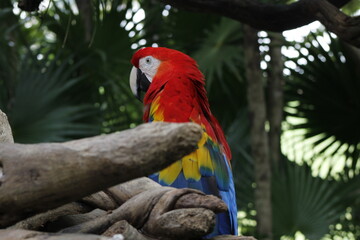 Loro