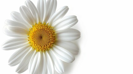 Naklejka premium Daisy flower in a close-up view, isolated on a light white background, crisp studio lighting, ideal for advertising purposes