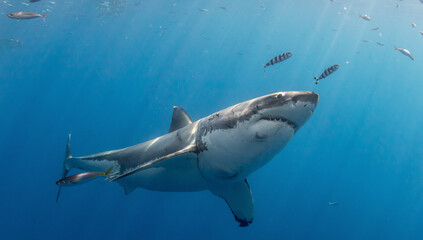 Great white shark swimming above