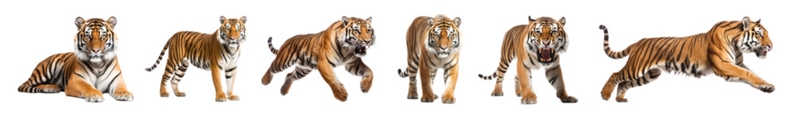 Obraz premium Tiger wildlife full body set