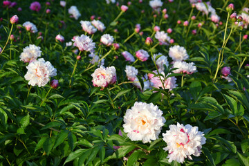 China,  Luoyang, China Luoyang Peony Cultural Festival , white peonies blooming

