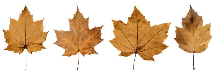 brown Autumn maple leaf set