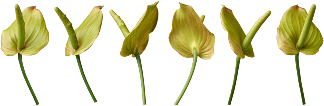 green color anthurium flowers isolated white background in different angles, aka tailflower, flamingo laceleaf flower and painter's palette, glossy heart-shaped spathes and air-purifying blossom - Powered by Adobe