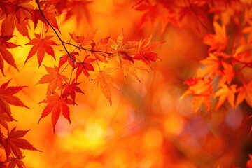 Fototapeta premium Orange Nature. Maple Tree Leaves in Autumn Forest Background