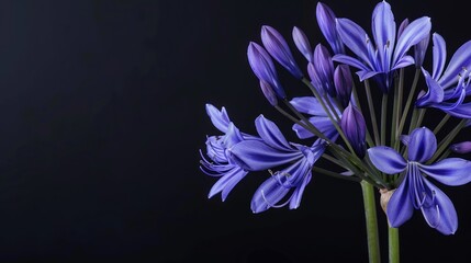 Agapanthus with copy space