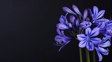 Agapanthus with copy space