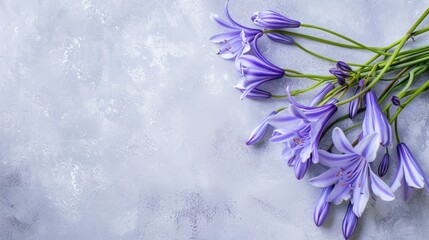 Agapanthus with copy space