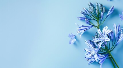 Agapanthus with copy space