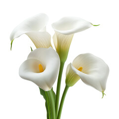 Callas flower isolated on transparent background.