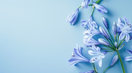 Agapanthus with copy space