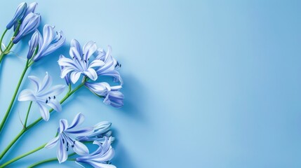 Agapanthus with copy space