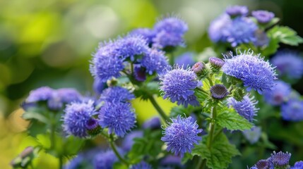Ageratum