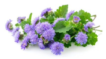 Ageratum on white background