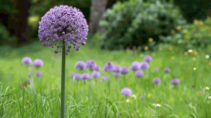 Allium