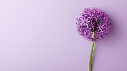 Allium with copy space