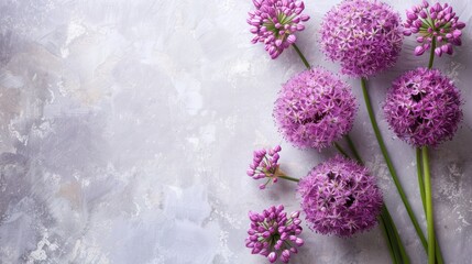 Allium with copy space