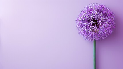 Allium with copy space
