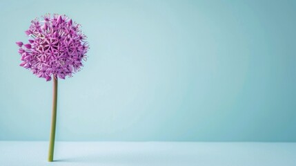 Allium with copy space 