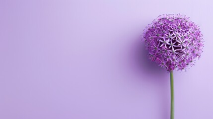 Allium with copy space 