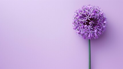 Allium with copy space