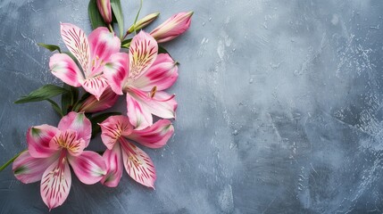 Alstroemeria with copy space