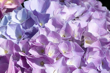 Close-up of lush purple hydrangea flowers in full bloom, emphasizing vivid colors and delicate...