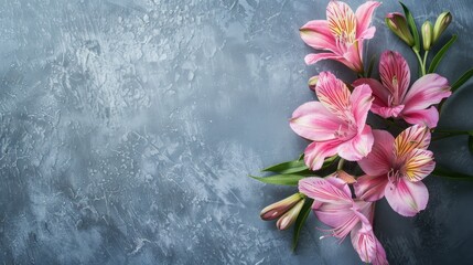Alstroemeria with copy space