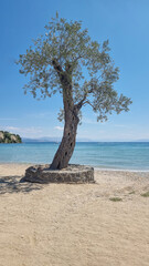 olives olive tree by the beach and sea in dassia city corfu island greece