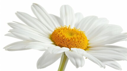 Fototapeta premium Close-up shot of a daisy, isolated on a light white background with studio lighting, detailed and vibrant, ideal for advertising