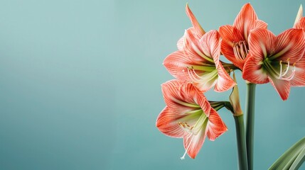 Amaryllis with copy space 