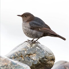 American Dipper