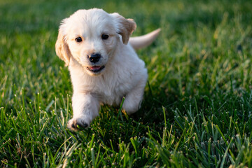 golden retriever puppy on grass