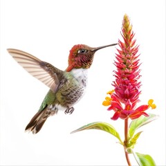 Anna's Hummingbird 