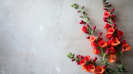 Antirrhinum (Snapdragon) with copy space 