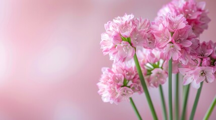 Armeria (Sea Thrift) with copy space