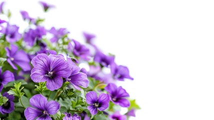 Aubrieta with copy space